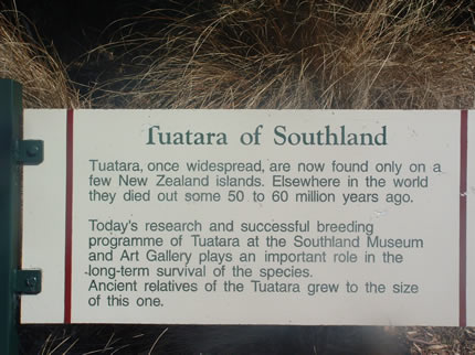 Tuatara