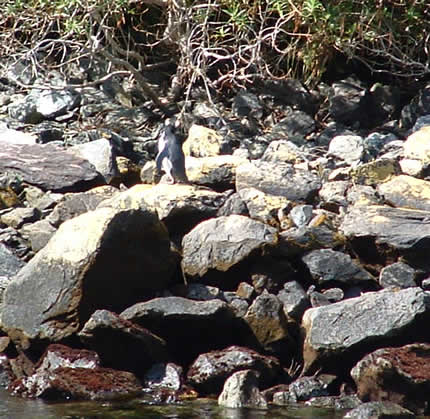 Penguin that we saw whilst on the cruise